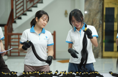 Vietnamese Hair Bundles: A Complete Guide for Buyers