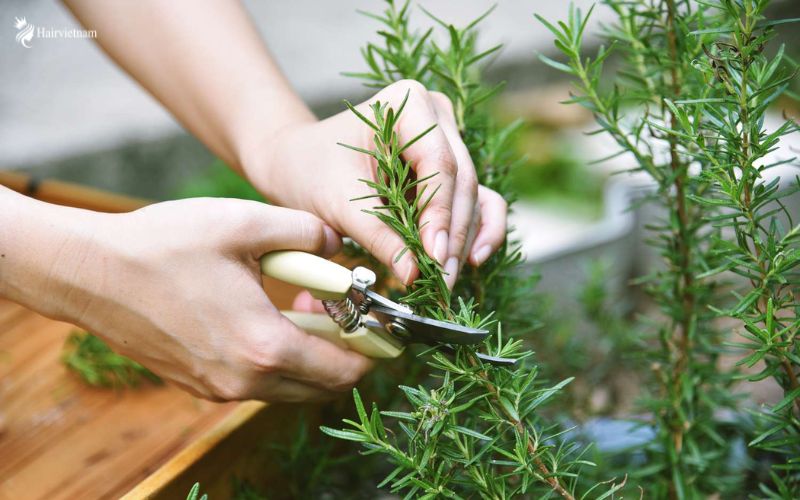 What is Rosemary Water?